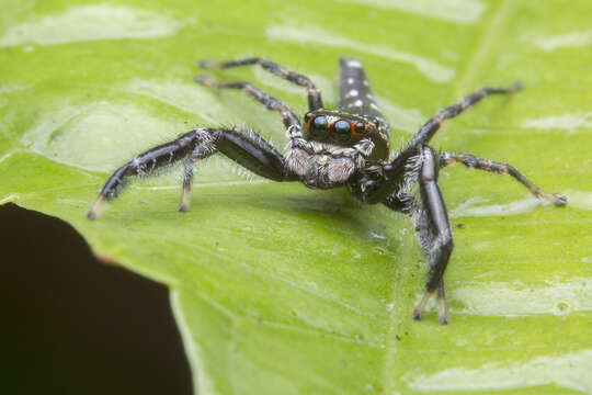 Image of Bavia sexpunctata (Doleschall 1859)