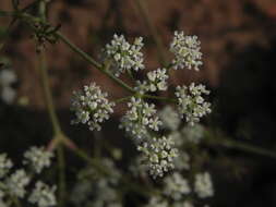 Image of Pimpinella adscendens Dalz.