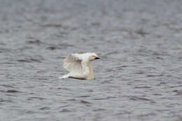 Image of Bewick's swan