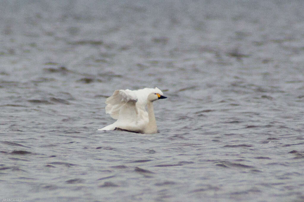 Image de Cygne de Bewick