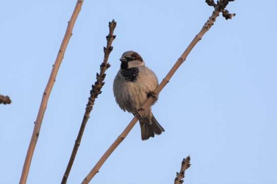 Imagem de Passer domesticus bactrianus Zarudny & Kudashev 1916