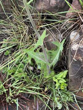 Image of Sonchus wilmsii R. E. Fr.