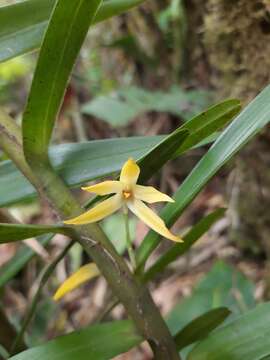 Image of Maxillaria tonduzii (Schltr.) Ames & Correll