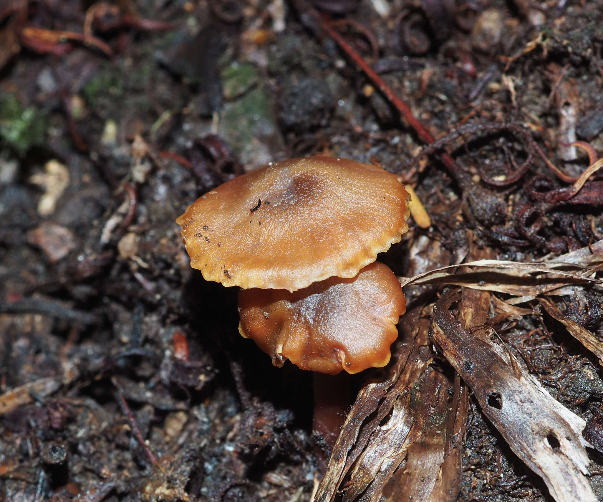 Image of Hygrocybe keithgeorgei (G. Stev.) E. Horak 1971