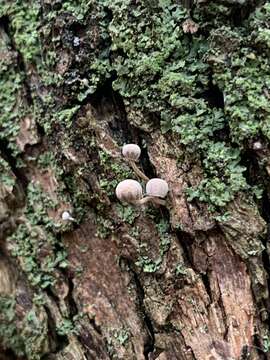 Mycena corticola (Pers.) Gray 1821的圖片