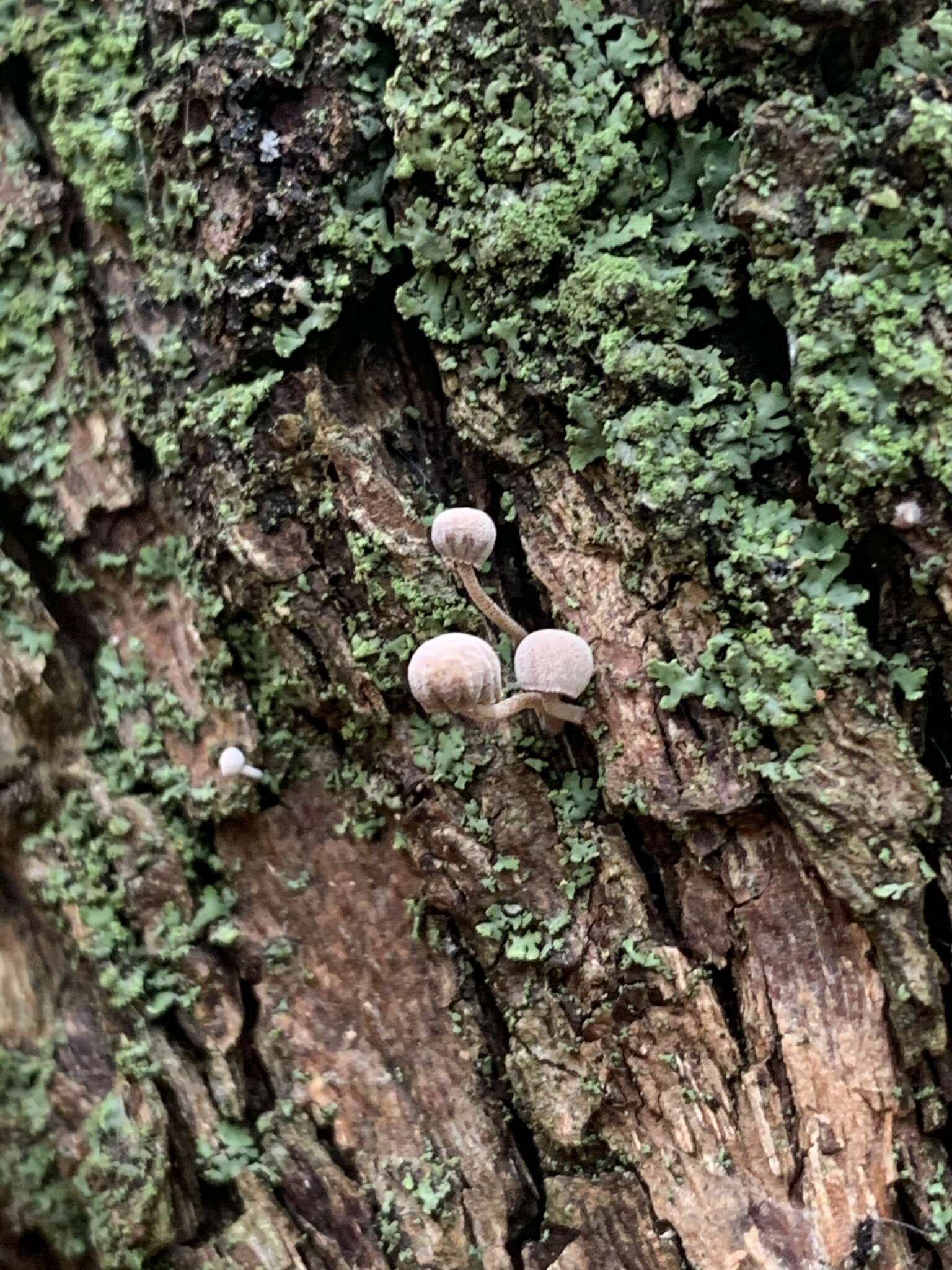 Image of Mycena corticola (Pers.) Gray 1821