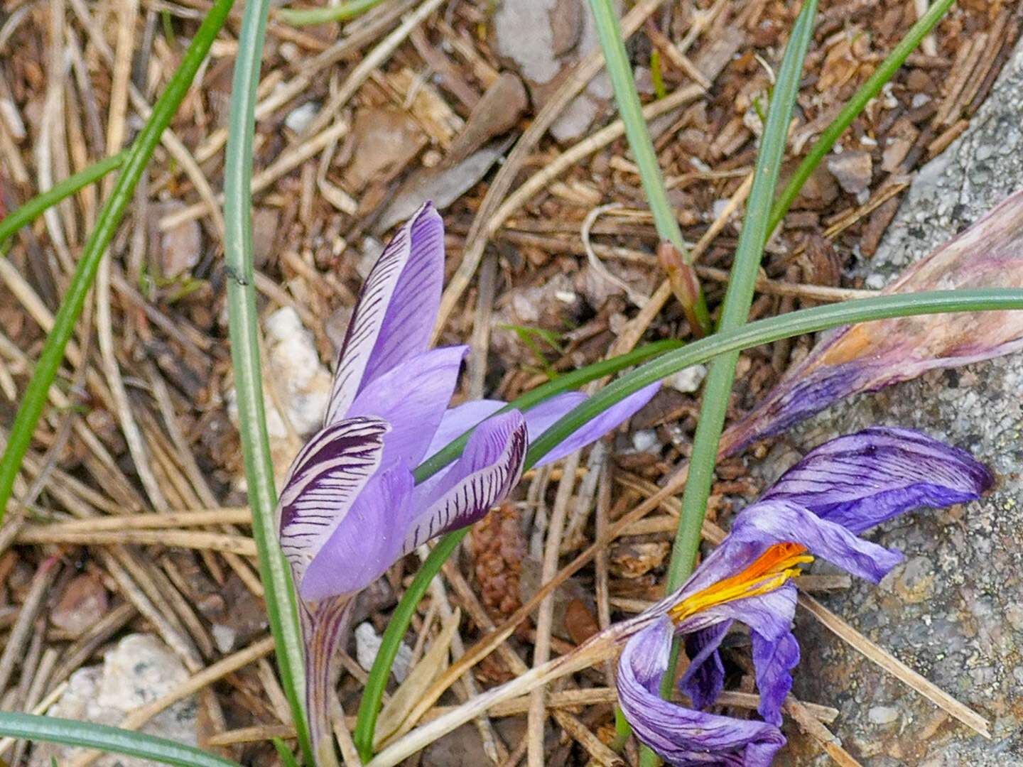 صورة Crocus corsicus Vanucchi