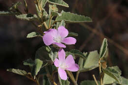 Image of Hill hibiscus