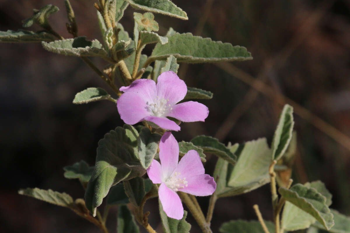 Image of Hill hibiscus