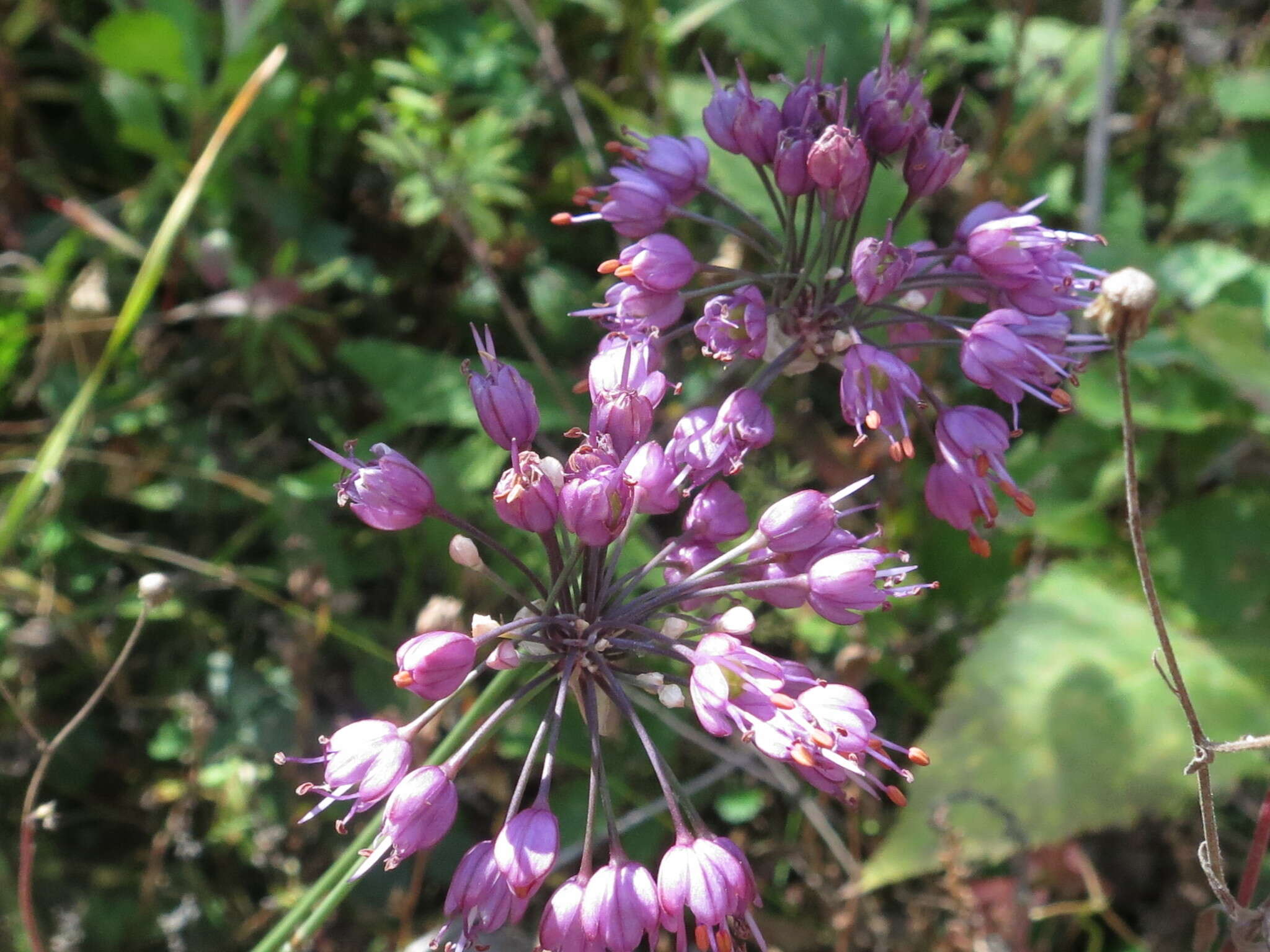 Image of Allium sacculiferum Maxim.