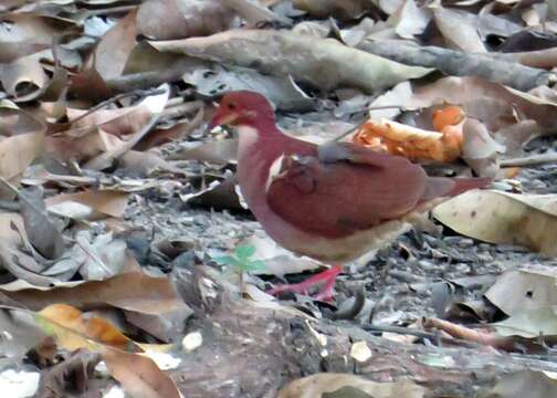 Image of Ruddy Quail-Dove