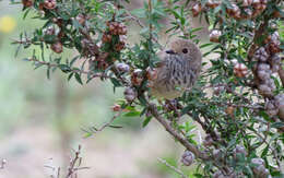 Image of Brown Thornbill