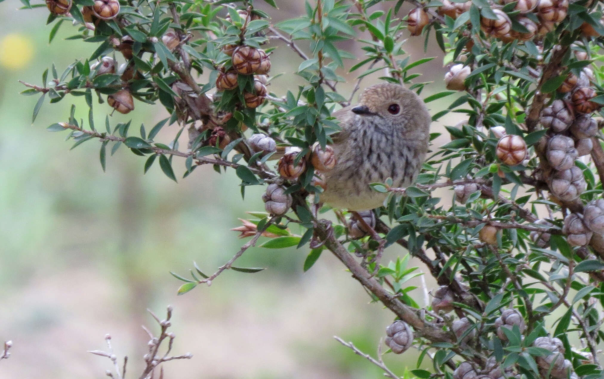 Image of Brown Thornbill