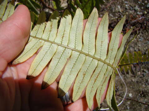 Image of Lomaria discolor (G. Forst.) Willd.