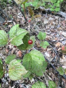 Sivun Viburnum edule (Michx.) Raf. kuva