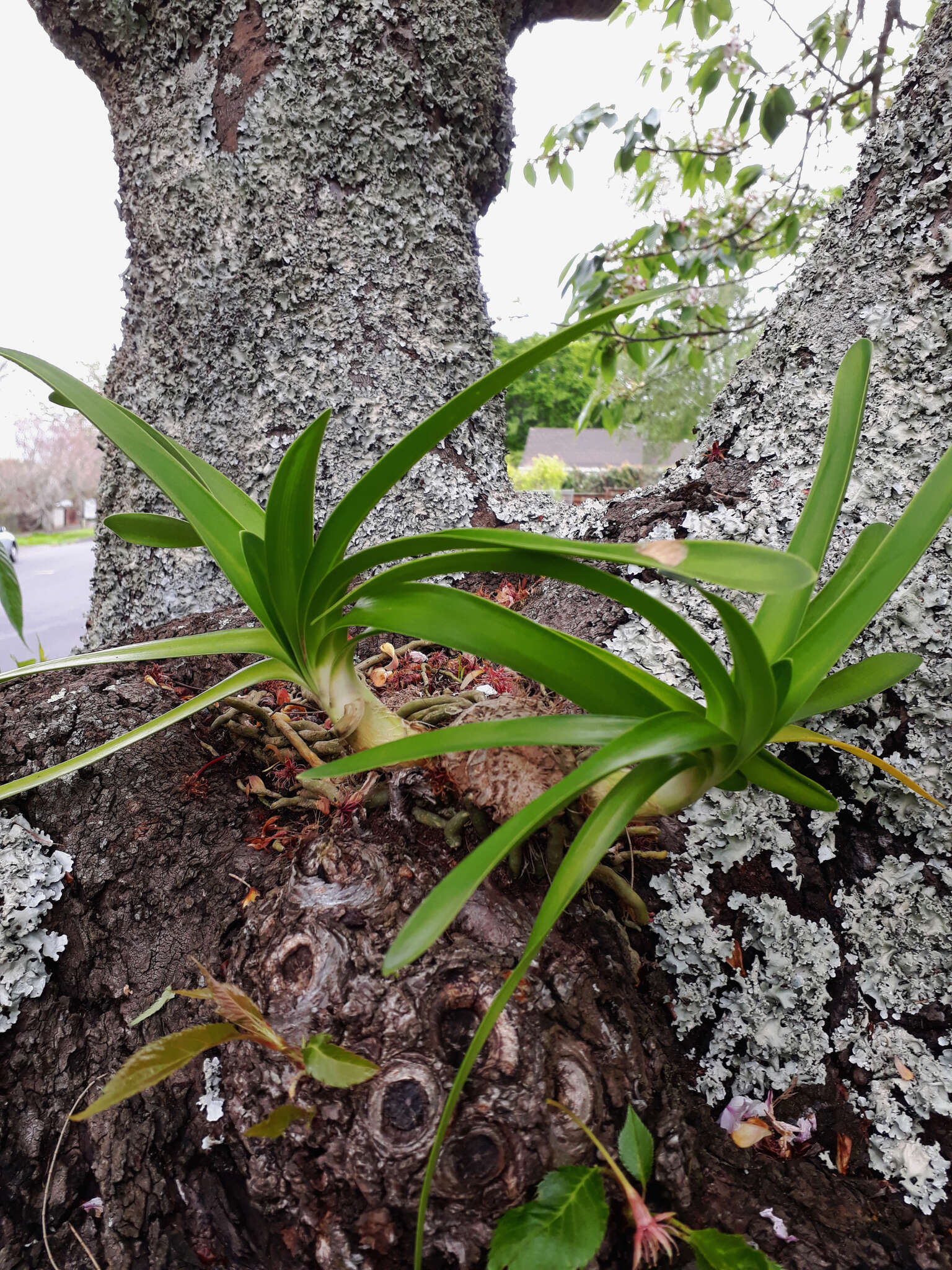 Image of Agapanthus praecox subsp. orientalis (F. M. Leight.) F. M. Leight.