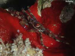 Image of flat rock crab