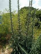 Echium glomeratum Poir.的圖片