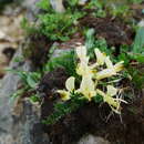 Image of Astragalus acaulis Baker