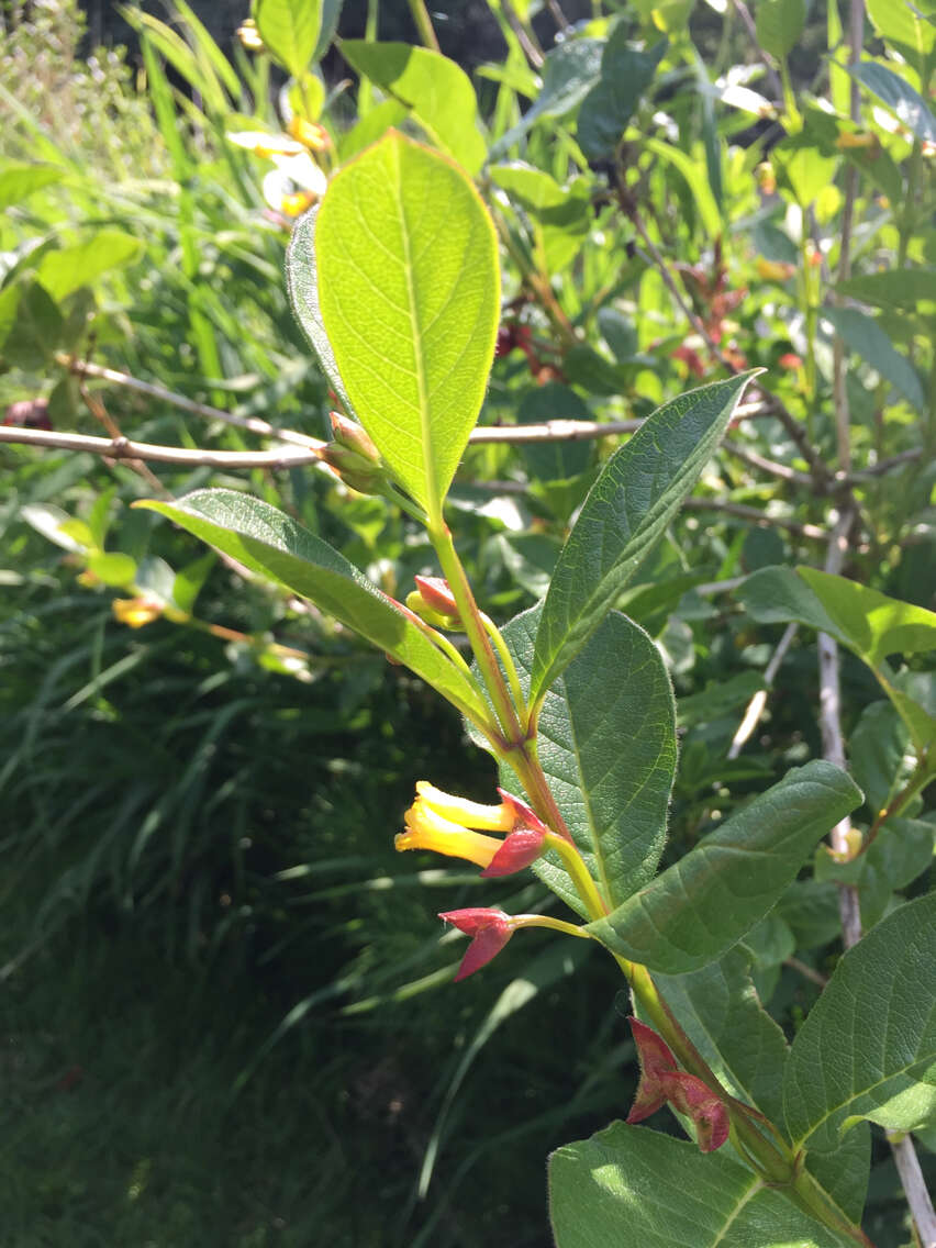 Image of twinberry honeysuckle