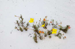 Sivun Oenothera hartwegii subsp. filifolia (Eastw.) W. L. Wagner & Hoch kuva