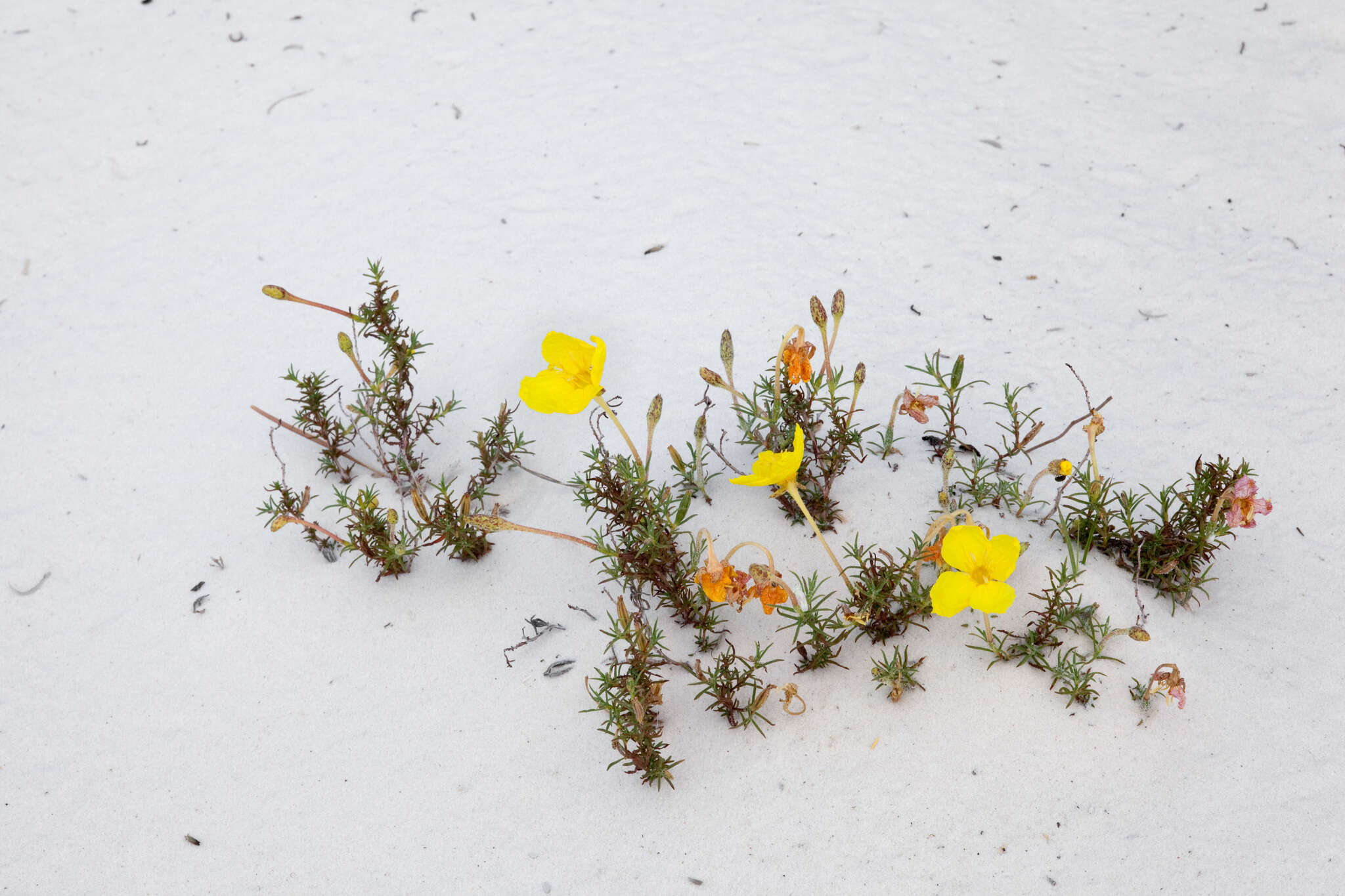 Oenothera hartwegii subsp. filifolia (Eastw.) W. L. Wagner & Hoch resmi