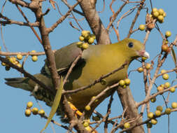 صورة Treron australis (Linnaeus 1771)