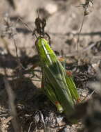 Image of Hesperotettix viridis viridis (Thomas & C. 1872)