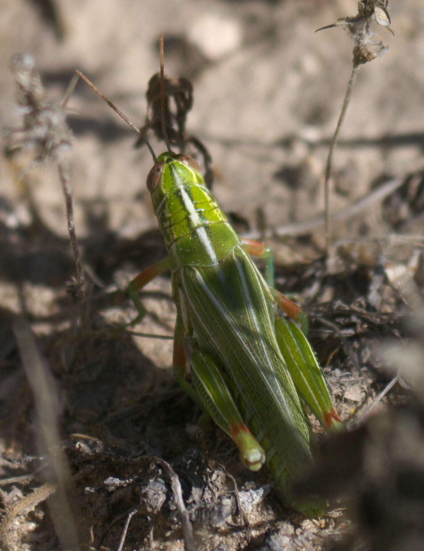 Image of Hesperotettix viridis viridis (Thomas & C. 1872)