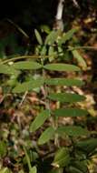 Sivun Lathyrus jepsonii subsp. californicus (S. Watson) C. L. Hitchc. kuva