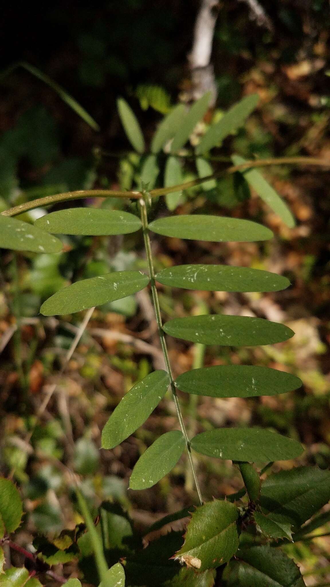 Imagem de Lathyrus jepsonii subsp. californicus (S. Watson) C. L. Hitchc.