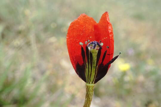 Image of Papaver minus (Bél.) Meikle