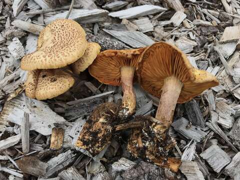 Image of Gymnopilus luteofolius (Peck) Singer 1951