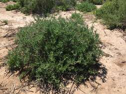 Image of Lampranthus uniflorus (L. Bol.) L. Bol.