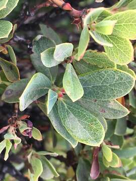 Image de Vaccinium reticulatum Sm.