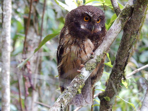 Image of White-throated Screech Owl