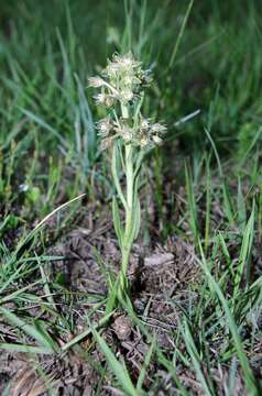 Schizoglossum bidens E. Mey.的圖片