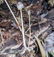 Image of Marasmius purpureostriatus Hongo 1958