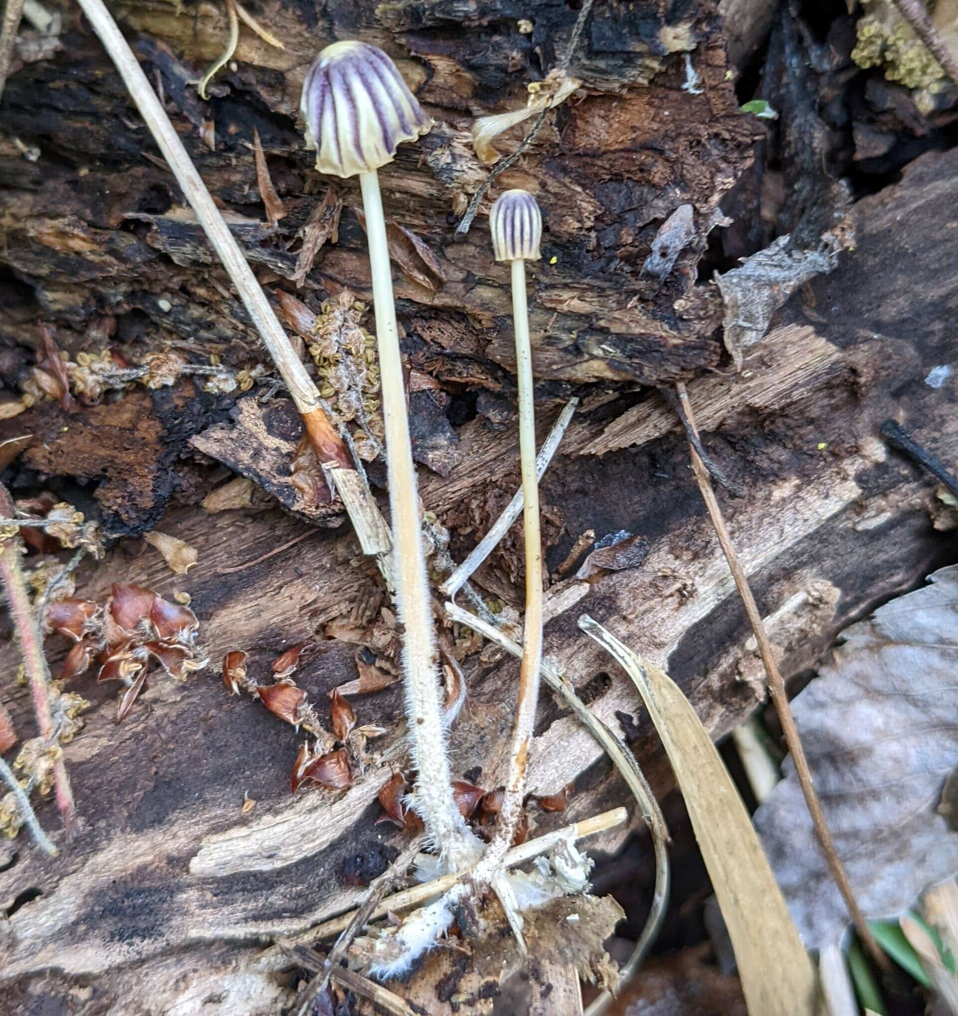 Image of Marasmius purpureostriatus Hongo 1958