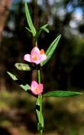 Image de Cyanothamnus polygalifolius