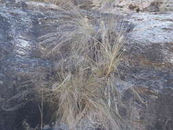 Muhlenbergia elongata Scribn. ex Beal resmi