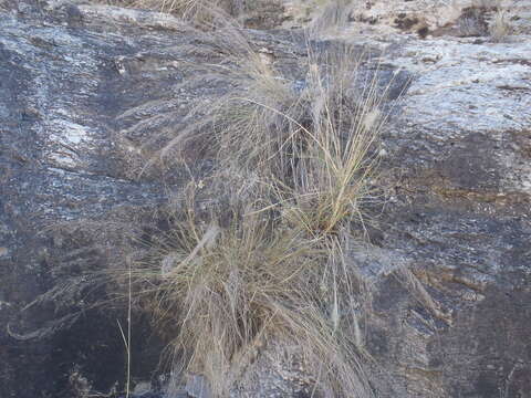 Muhlenbergia elongata Scribn. ex Beal resmi