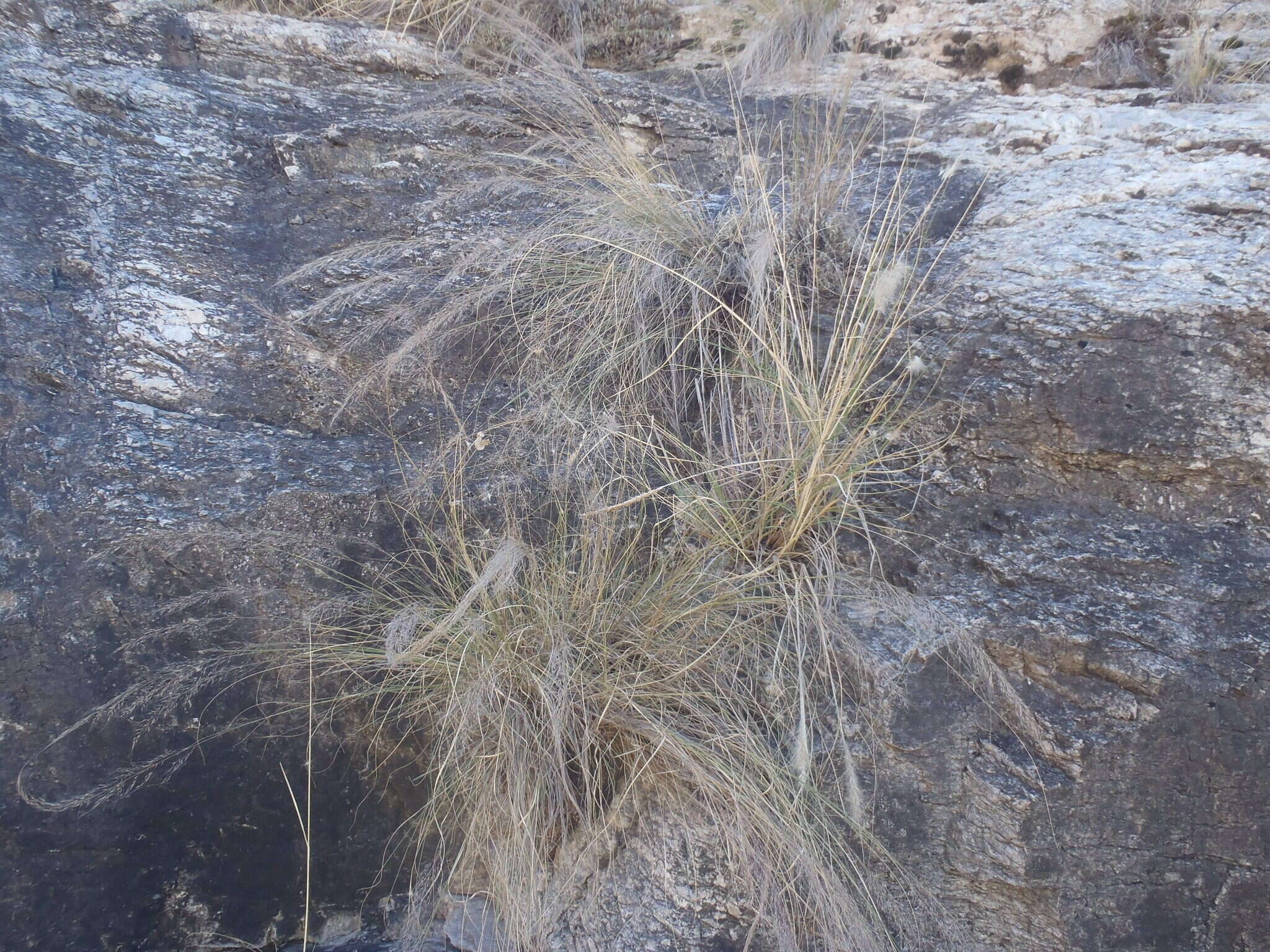 Muhlenbergia elongata Scribn. ex Beal resmi