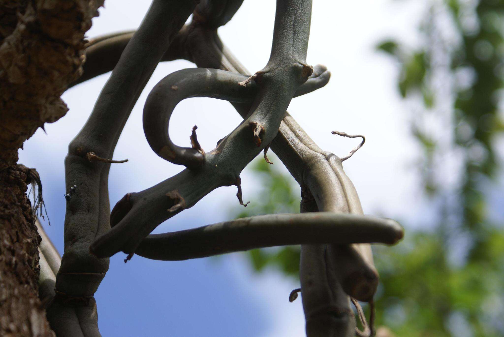 Image of Vanilla roscheri Rchb. fil.