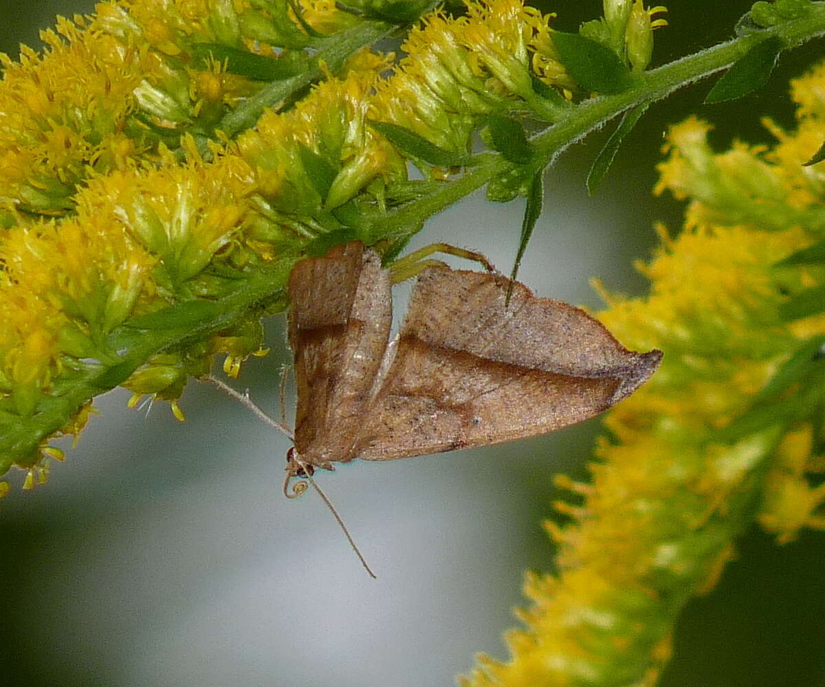 Image of Juniper-twig Geometer