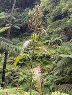 Image of Rumex azoricus Rech. fil.