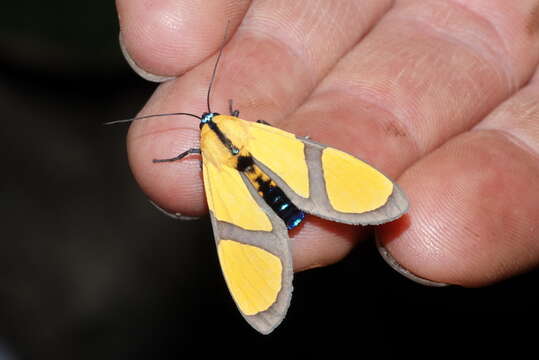 Image of Ormetica ameoides Butler 1876