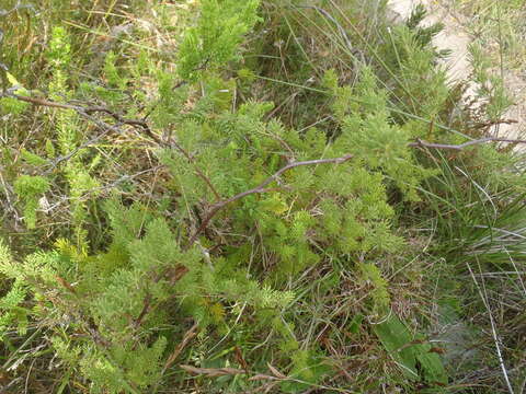 Image of Asparagus rubicundus P. J. Bergius