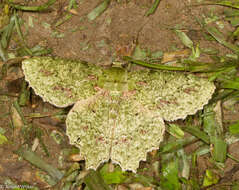 Image of Herochroma urapteraria Walker 1860