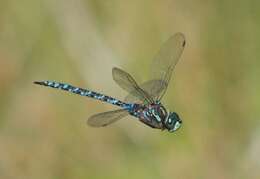 Image of Canada Darner